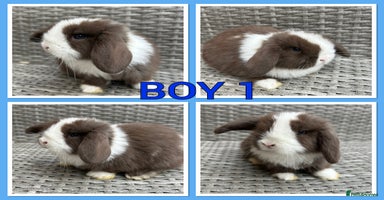 Mini Lop rabbits - Advert 4