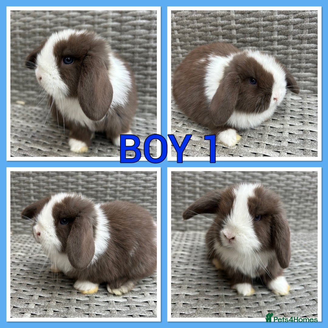Mini Lop rabbits for sale: Pure Mini Lop Baby Rabbits  - Image 3