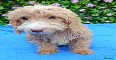 Cockapoo dogs EXTENSIVELY HEALTH TESTED PARENTS F1 COCKAPOOS - Advert 4