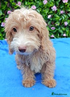 Cockapoo dogs EXTENSIVELY HEALTH TESTED PARENTS F1 COCKAPOOS - Advert 5