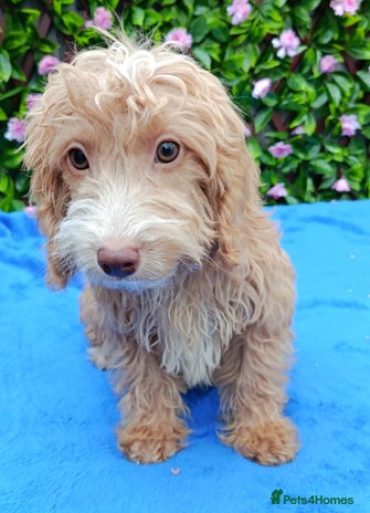 Cockapoo dogs - Advert 1