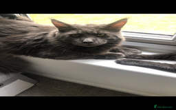 Maine Coon cats for sale: Black/Blue Smoke Maine Coon - Image 19