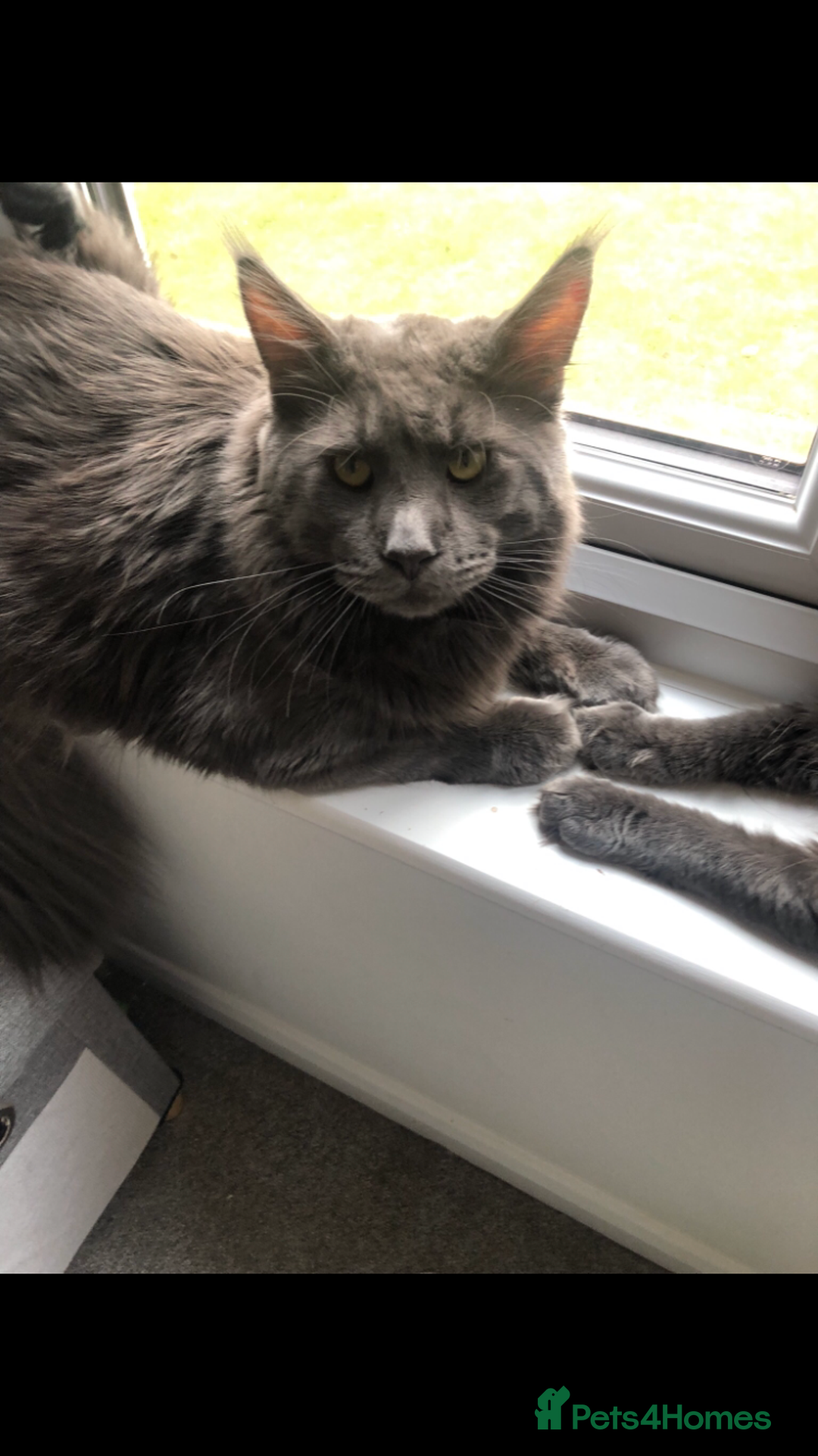Maine Coon cats for sale: Black/Blue Smoke Maine Coon - Image 19