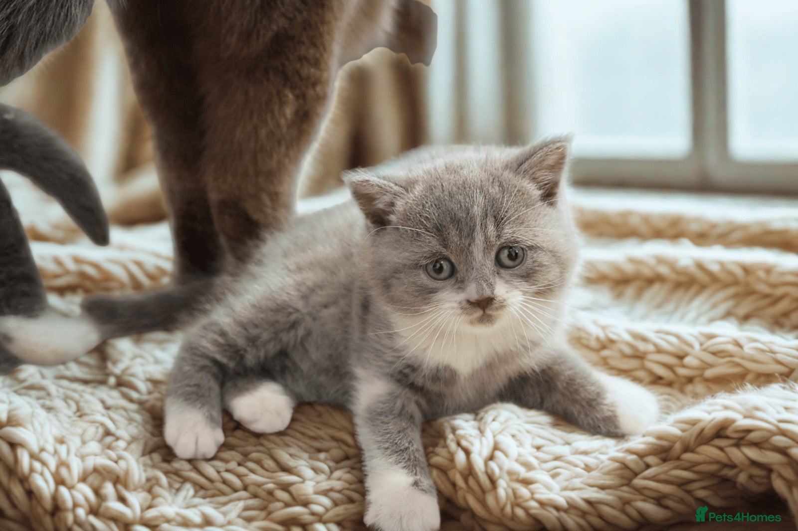 British Shorthair cats Beautiful British Shorthair Kittens  - Advert 1