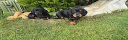 Miniature Dachshund dogs for sale: Miniature short haired Dachshund Puppy’s - Advert 40
