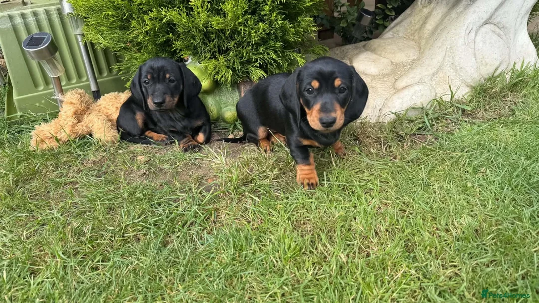 Miniature Dachshund dogs for sale: Miniature short haired Dachshund Puppy’s - Advert 40