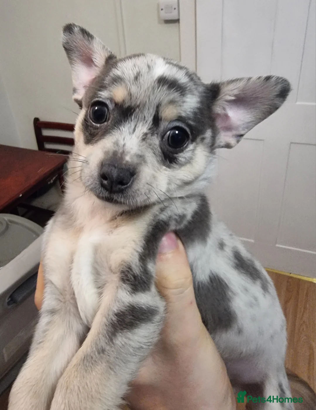 Chihuahua dogs for sale: Merle chihuahua 2 x boy puppy puppies  - Advert 4