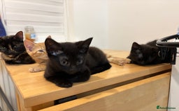 Domestic Shorthair cats for sale: Kittens - Image 6