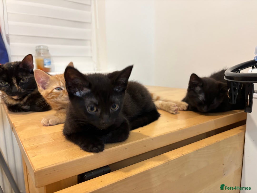 Domestic Shorthair cats for sale: Kittens - Image 6