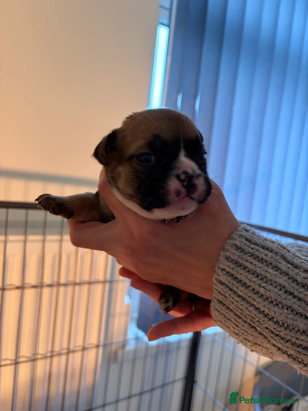 English Bulldog dogs for sale: New England bulldog puppies  - Advert 8
