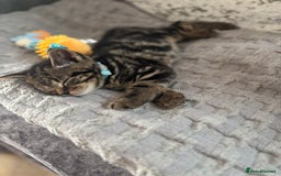 American Shorthair cats for sale: Tabby Kitten  - Image 30