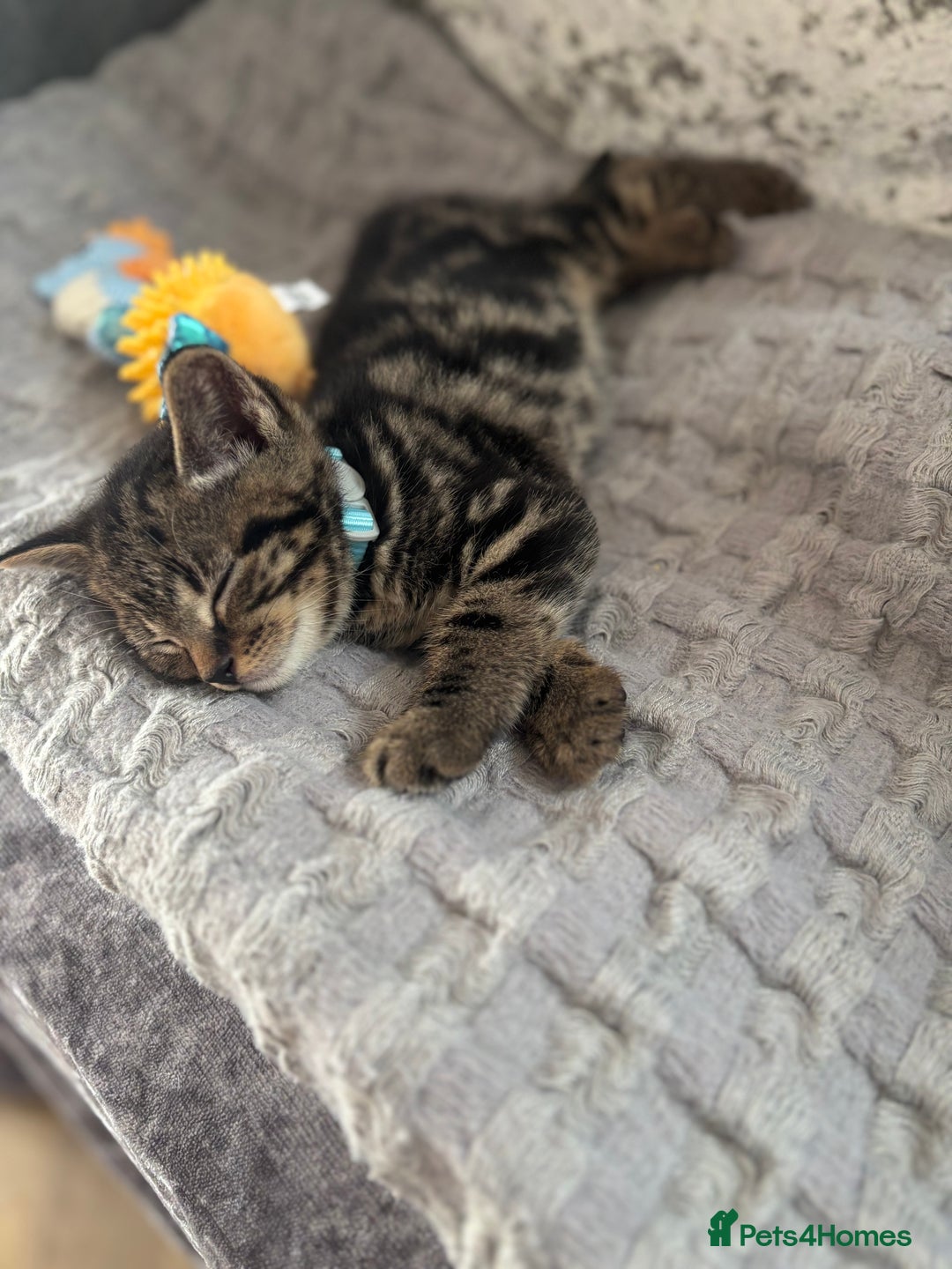 American Shorthair cats for sale: Tabby Kitten  - Image 30