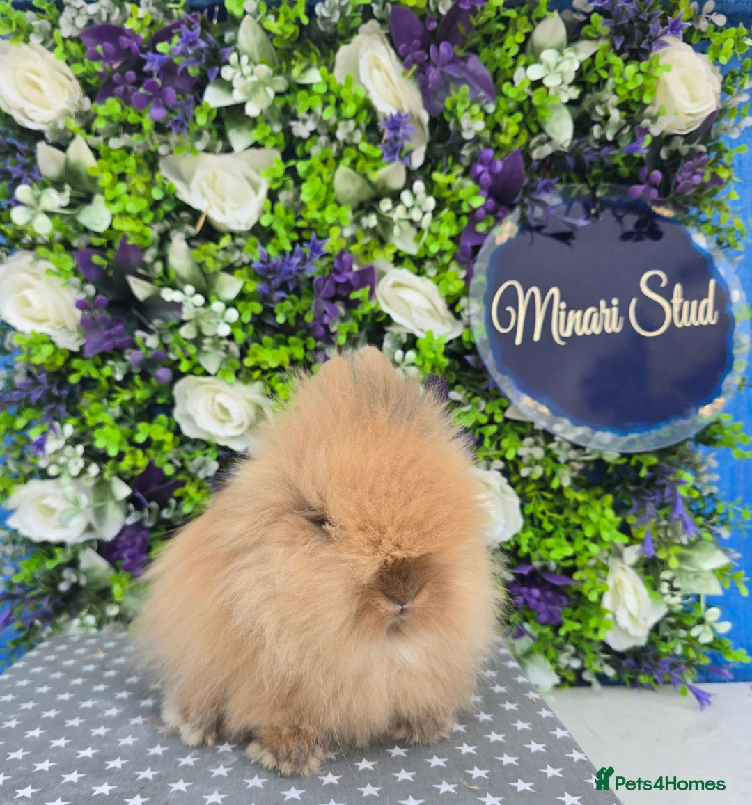 Lionhead rabbits for sale: Purebred Lionhead babies available  - Image 8