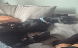 Patterdale Terrier dogs for sale: Kolbe  - Image 3
