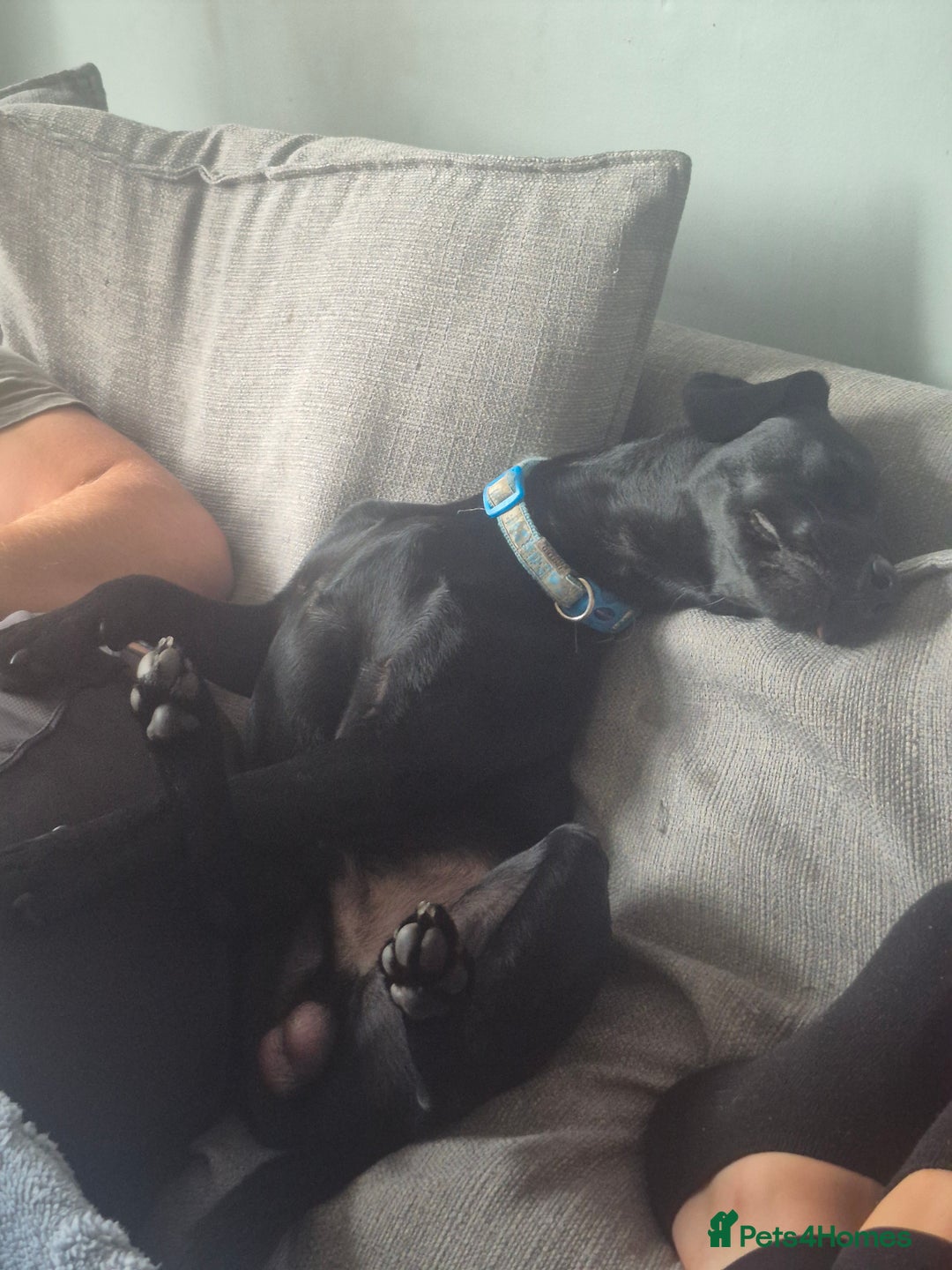 Patterdale Terrier dogs for sale: Kolbe  - Image 3