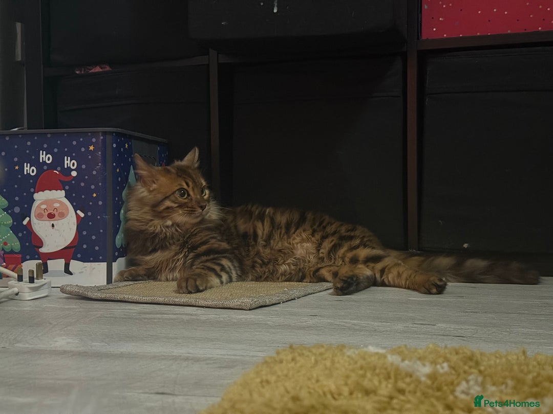 Bengal cats for sale: Cashmere Bengal girl  - Advert 4