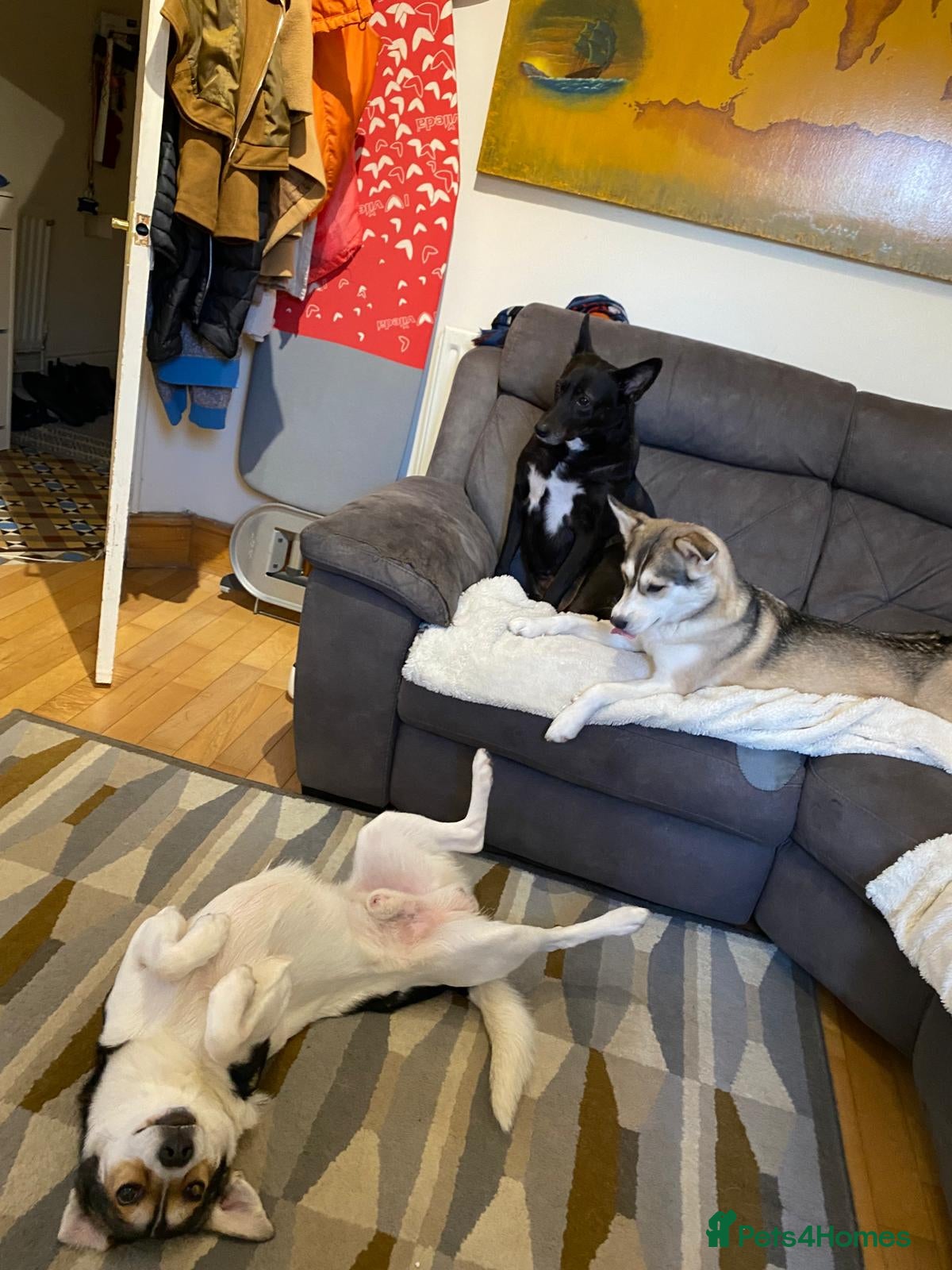Mixed Breed dogs for sale: Oscar - Advert 2
