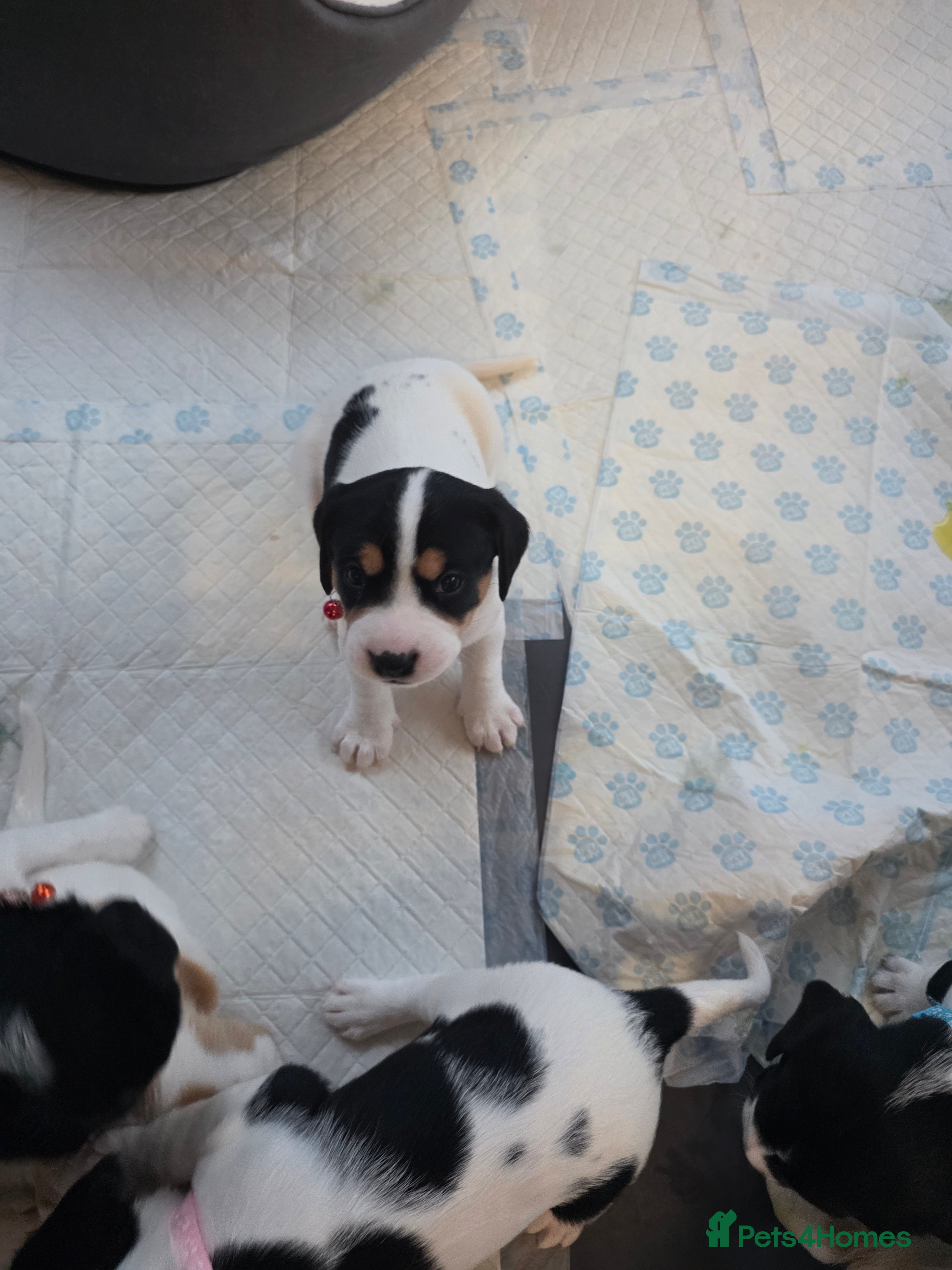 Mixed Breed dogs king charles cavalier x springer spaniel in Turriff - Advert 2