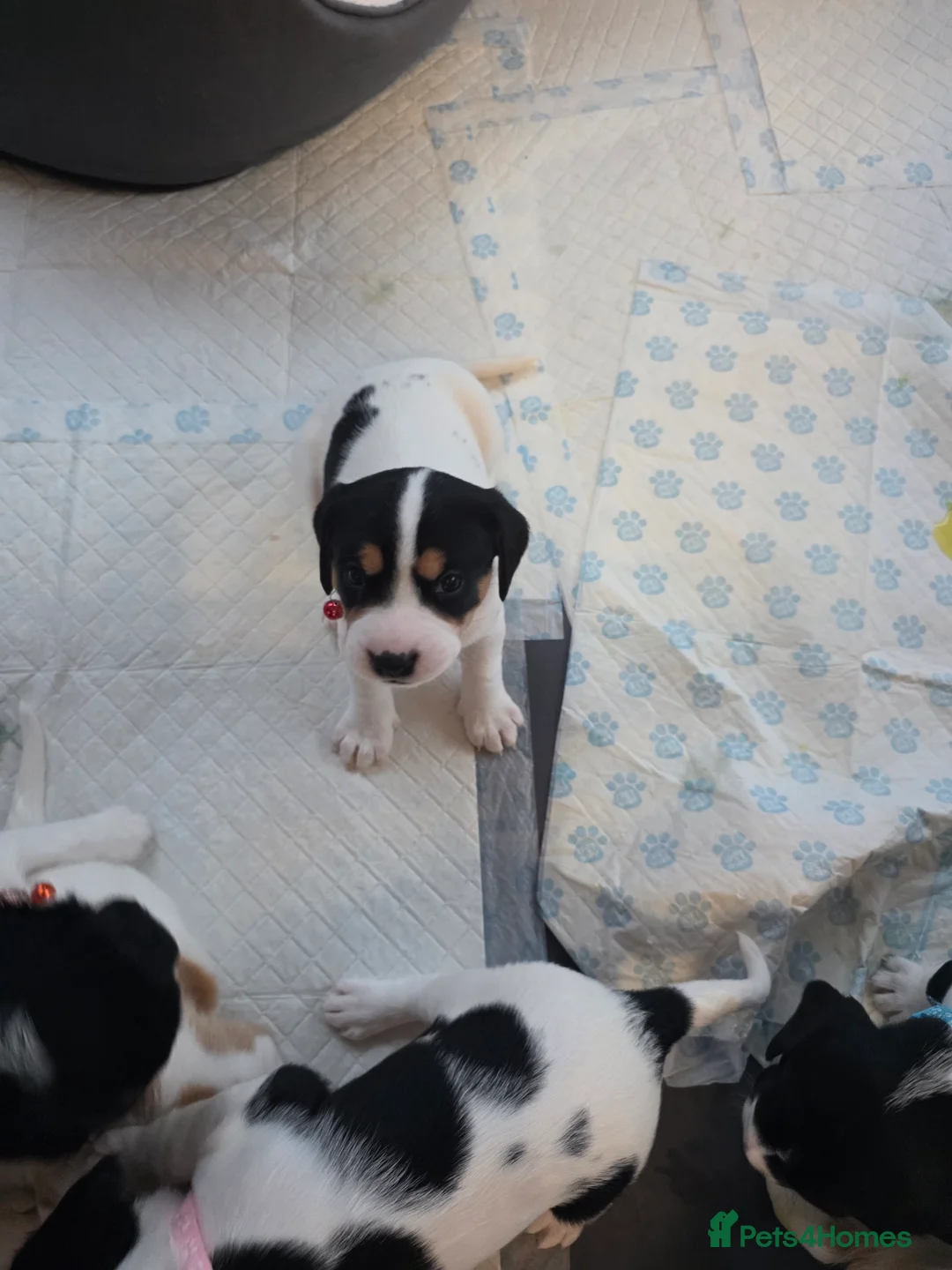 Mixed Breed dogs for sale: king charles cavalier x springer spaniel in Turriff - Advert 1