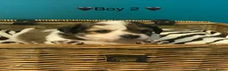 Chiweenie dogs for sale: 🐶 Gorgeous Litter of Toy Chiweenies 🐶 in Okehampton - Advert 5