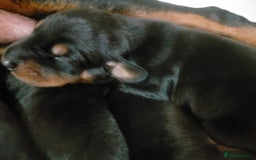 Dobermann dogs for sale: Dobermann puppies - Image 36