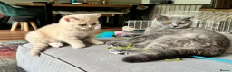 British Shorthair cats for sale: 🐾 Our Adorable GCCF Kittens are 8 Weeks Old! 🐾 - Advert 3