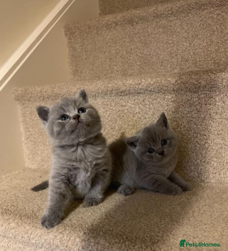 British Shorthair cats Beautiful british shorthair kittens - Advert 13