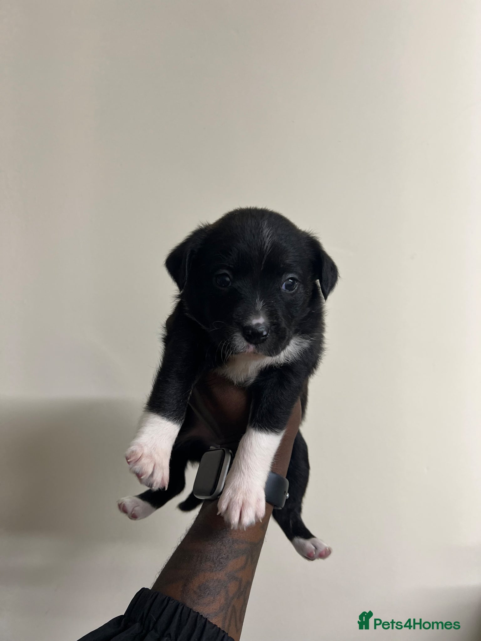 Staffordshire Bull Terrier dogs for sale: Beautiful Staffordshire Bull Terrier Mix Puppies in Manchester - Advert 13