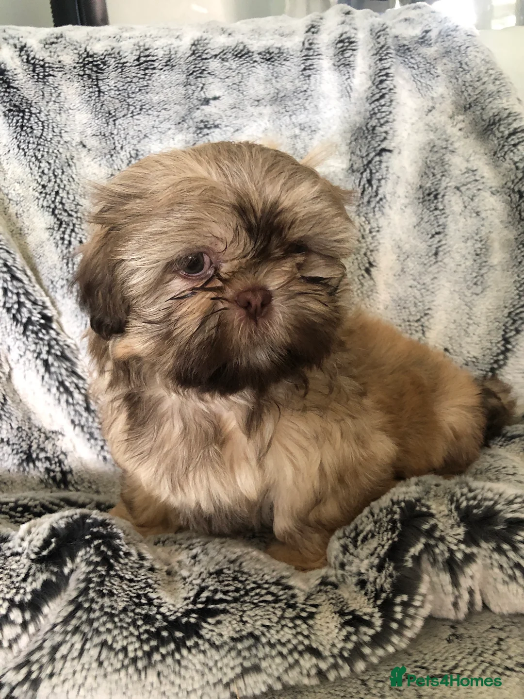 Shih Tzu dogs for stud: Shih tzu stud  in Glasgow - Advert 8