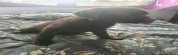 Labrador Retriever dogs for sale: Eduard Bielinskij  - Advert 5