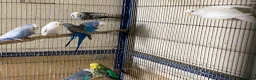 Budgerigars birds for sale: 8 budgies searching for their new homes  - Advert 14