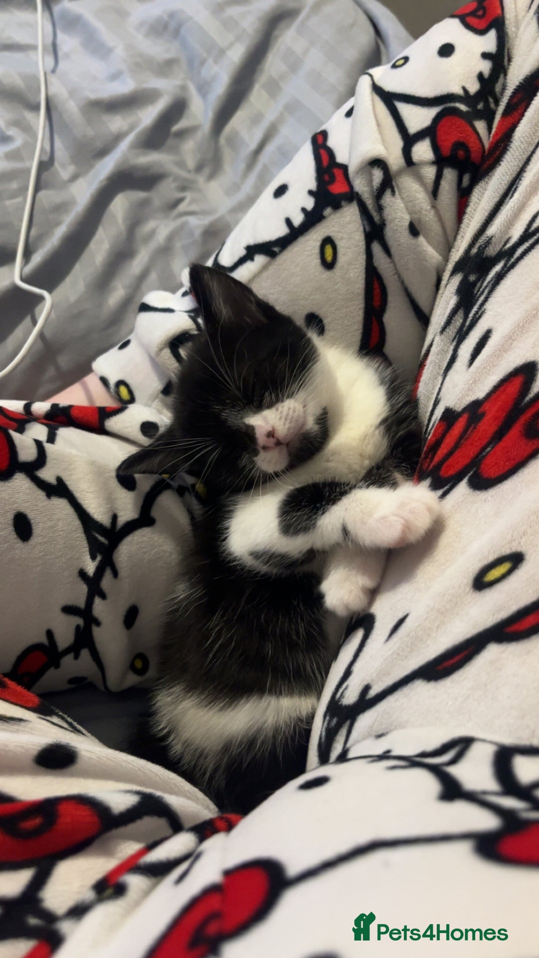 Mixed Breed cats for sale: 1 black and white female kitten  - Advert 3