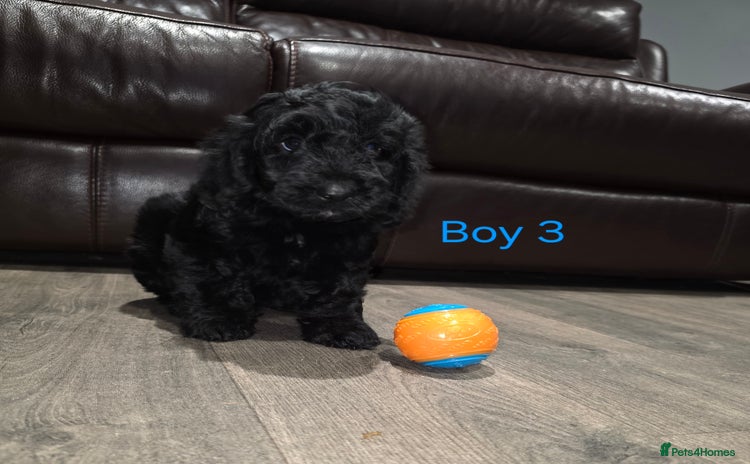Cockapoo dogs *1 boy left* Adorable cockapoo pups ready to go 🐶 - Advert 1