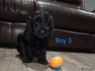 Cockapoo dogs *1 boy left* Adorable cockapoo pups ready to go 🐶 - Advert 1