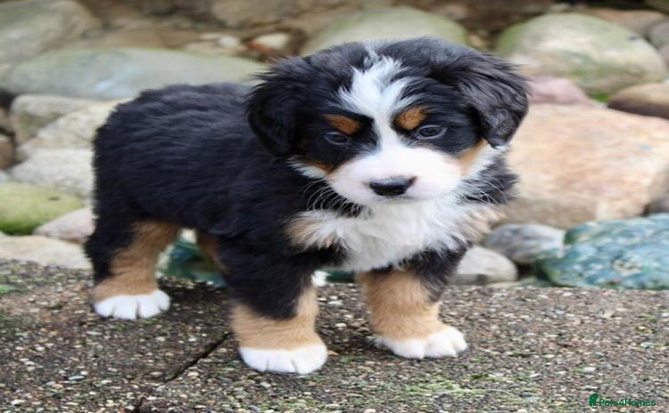 Bernese Mountain Dog dogs Bernese Mountain Dog - Advert 2