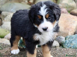 Bernese Mountain Dog dogs Bernese Mountain Dog - Advert 14