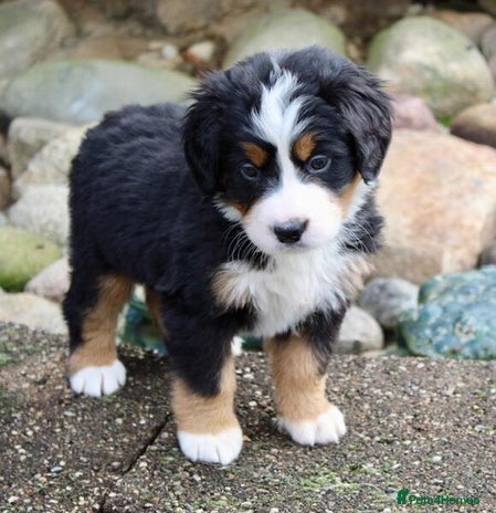 Bernese Mountain Dog dogs Bernese Mountain Dog - Advert 1