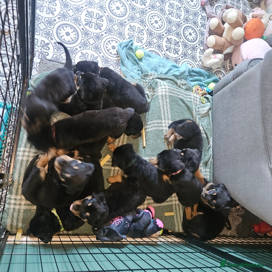 Rottweiler dogs for sale: Rottweiler Champion bloodline  - Image 2