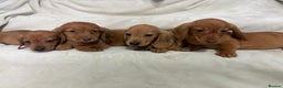 Dachshund dogs for sale: Miniature dachshund pups  - Advert 1