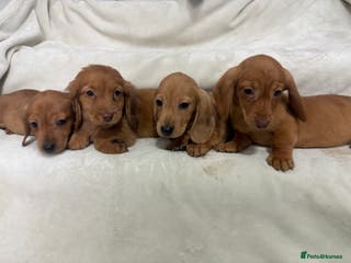 Dachshund dogs Miniature dachshund pups - Advert 7