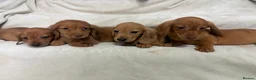 Dachshund dogs for sale: Miniature dachshund pups  - Advert 1