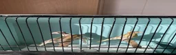 Canaries birds for sale: Canaries for sale  - Advert 19