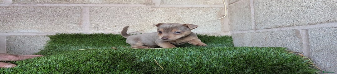 Jack Russell Puppy 5