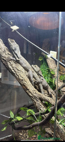 Dragon reptiles - Advert 4