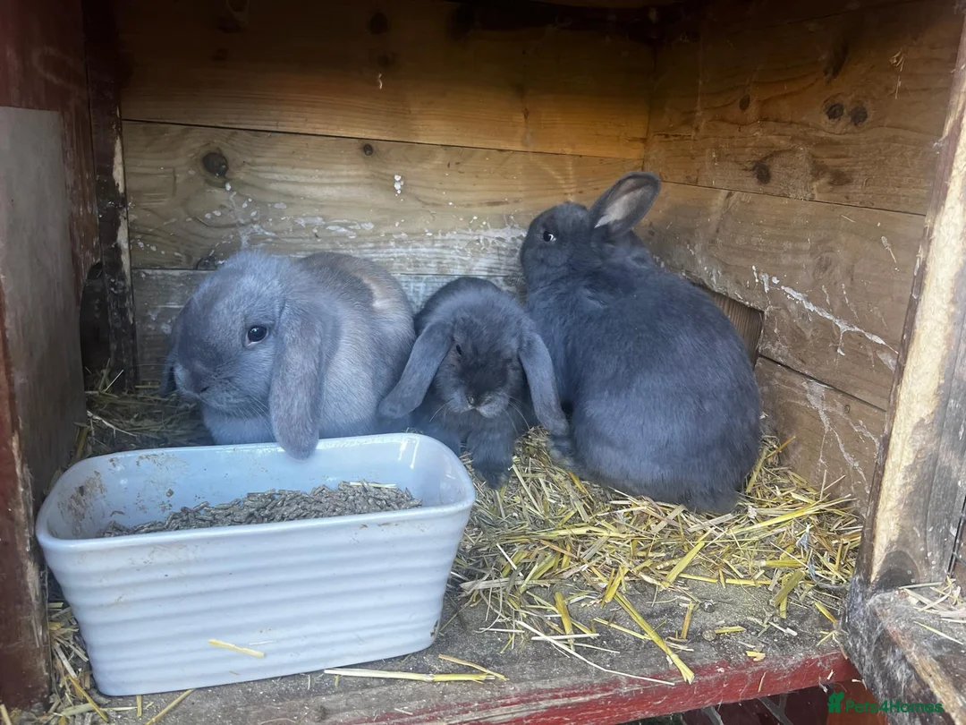 Mini Lop rabbits for sale: Mini loop - Advert 7