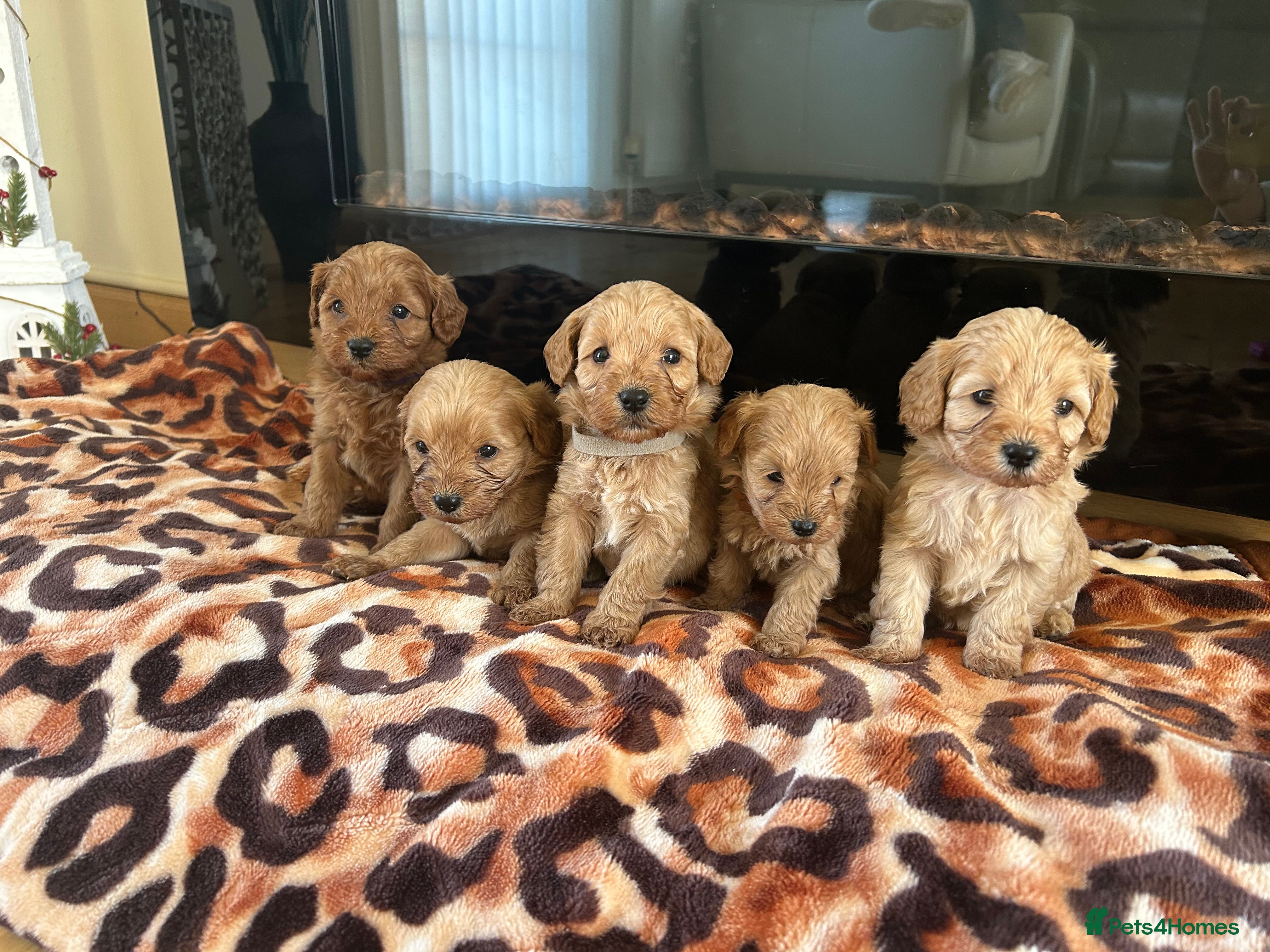Cavapoo dogs Fox red cavapoo puppies  - Advert 5