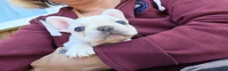 French Bulldog dogs for sale: French Bulldog Puppies, 1 Boy💙 and 2 Girls🩷🩷 - Advert 23