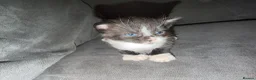 Mixed Breed cats for sale: Three beautiful fuffy little kitties girls - Advert 5