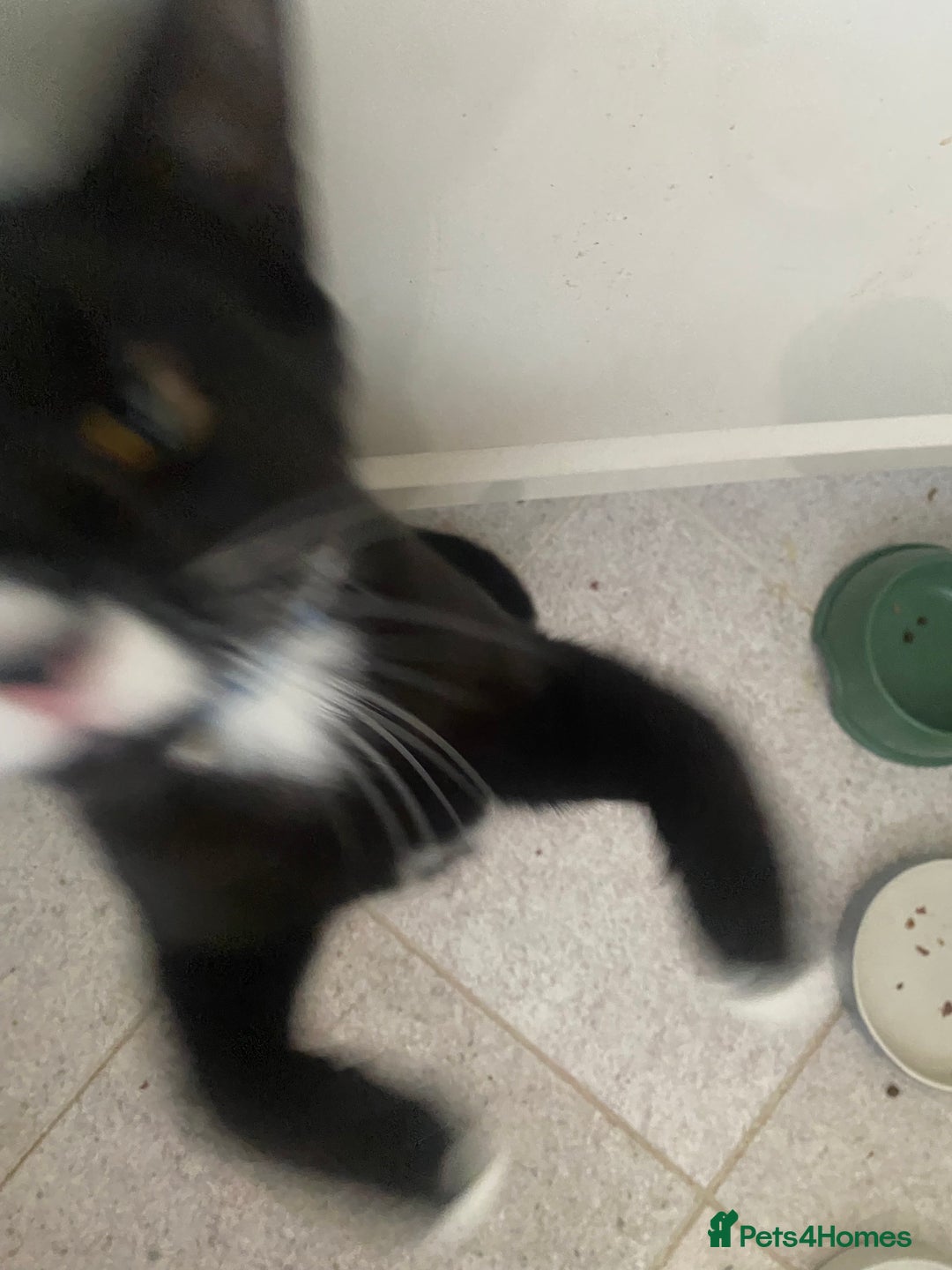 Mixed Breed cats for sale: 2 bonded males needs a home asap - Image 2