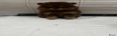 Chocolate and tan Pomeranian puppy